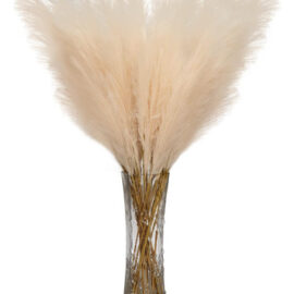 Cola De Zorro Decoración Pampa Hogar