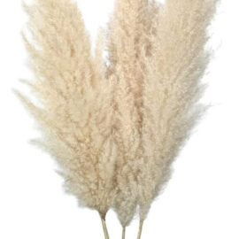 Ramillete De Pampas Naturales O Colas Zorro Para Decoración